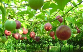 Vietnamese passion fruit licensed for export to Australia