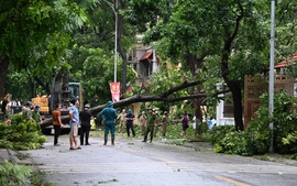 Ha Noi determined to clear uprooted trees by September 12
