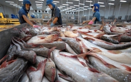 Viet Nam’s exporters do not dump pangasius into U.S. market: DOC