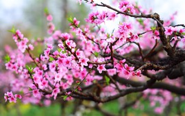 President Luong Cuong extends Lunar New Year greetings