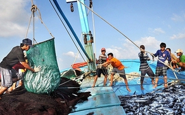 Viet Nam launches month-long campaign against IUU fishing