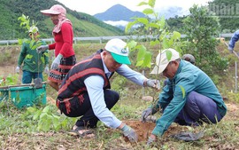 Viet Nam plants over 1.4 billion trees, surpassing preset goal