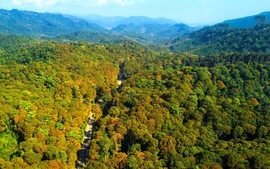 Viet Nam launches US$102 million initiative to protect forests, boost rural incomes