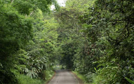 Viet Nam gains nearly US$72 million from carbon credit