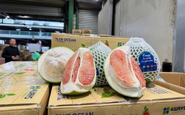 Viet Nam exports first shipment of fresh pomelos to Australia