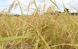 澳大利亚和越南联合研发适应气候变化的新稻种
