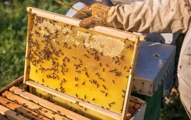 美国大幅下调对越南蜂蜜的反倾销税税率