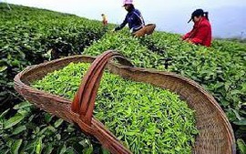 2024年1月份越南茶叶出口创汇2100万美元