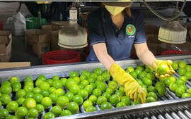 2025年越南蔬果产品出口创新高