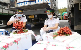 通过老街口岸输出到中国的越南荔枝金额逾3200万美元