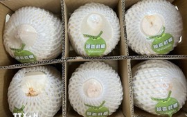 越南近22吨香鲜椰通过北仑二号口岸正式输出中国