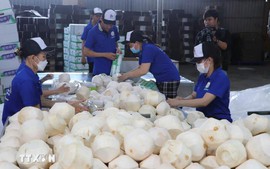 2025年越南椰子出口额有望突破11.5亿美元