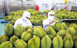 2025年前9个月越南果蔬出口额突破61.1亿美元