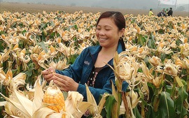 Khi doanh nghiệp xuống đồng cùng nông dân
