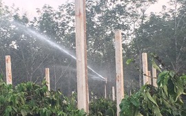 Tiết kiệm nước để phát triển bền vững cây cà phê