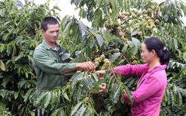 Cà phê Việt Nam: Giữ sức bền cho cuộc đua dài