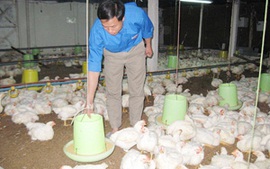 Ngành Chăn nuôi: Tái cơ cấu để tồn tại