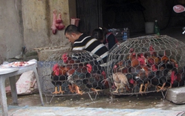 Tiềm ẩn nguy cơ lây lan dịch cúm gia cầm từ các chợ dân sinh