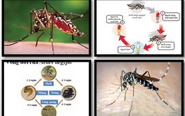 Phân biệt giữa sốt dengue và sốt xuất huyết dengue