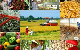 Chuyển mạnh sản xuất nông nghiệp để ứng phó với thiên tai 