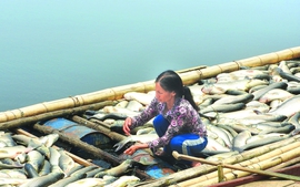 Cá chết trên sông Bưởi: Nhà máy đền bù 1,4 tỷ đồng