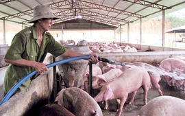 Nghiên cứu chế tạo vaccine phòng bệnh PED cho lợn nuôi trang trại