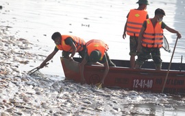 Hà Nội báo cáo kết quả sơ bộ việc cá chết ở Hồ Tây