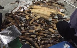 Lại tìm thấy hơn 600 kg ngà voi trong 2 container gỗ
