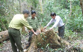 Phá rừng phòng hộ ở Bình Định: Khởi tố 9 bị can