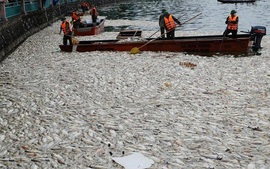 Bốn nguyên nhân khiến cá chết hàng loạt ở hồ Hà Nội 