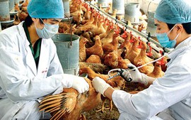 Virus cúm A/H7N9 nâng độc lực, Bộ Y tế tăng cường kiểm soát