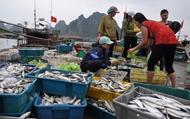 Thừa Thiên-Huế bồi thường thiệt hại đợt 3 sự cố môi trường biển 