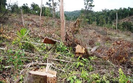 43 ha rừng tự nhiên tại Bình Định ‘bỗng dưng biến mất’