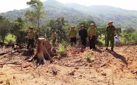 Vụ phá rừng ở Bình Định: Diện tích rừng bị phá lên gần 61 ha