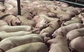 Tiêu hủy 3.700 con lợn bị tiêm thuốc an thần