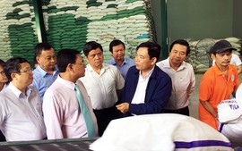 Bắt đầu triển khai mua lúa vụ Đông Xuân 2019