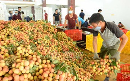 Bắc Giang bắt đầu thu hoạch trà vải sớm