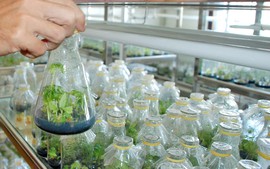 Phát huy tiềm năng nông nghiệp từ công nghệ cao