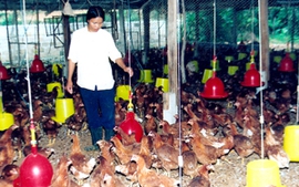 Chăn nuôi an toàn sinh học tạo lợi thế cạnh tranh