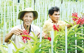 TPHCM hoàn tất phê duyệt toàn bộ đề án xây dựng nông thôn mới