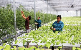 Những tiềm năng và cơ hội từ nông nghiệp Việt Nam