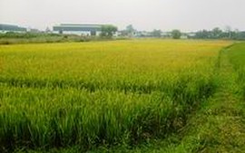 Đề xuất mới về quản lý và sử dụng đất trồng lúa