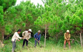 Ưu tiên bố trí vốn cho công tác khoán bảo vệ rừng