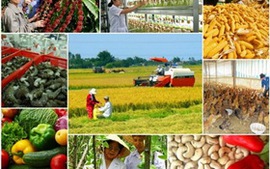 Thủ tướng chỉ thị đẩy mạnh tái cơ cấu ngành nông nghiệp