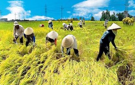 Hướng dẫn nguồn kinh phí hỗ trợ địa phương sản xuất lúa