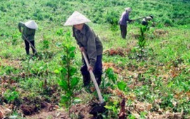 Hướng dẫn chính sách cho vay trồng rừng sản xuất, chăn nuôi