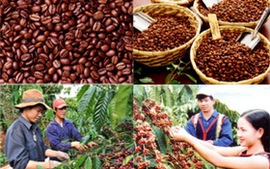 Đề xuất thành lập Quỹ Phát triển Cà phê Việt Nam