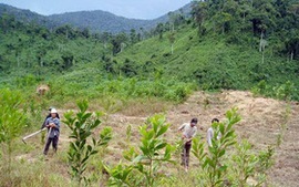Đề xuất chính sách hỗ trợ đầu tư trồng rừng