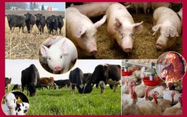 Đề xuất quy định xuất, nhập khẩu giống vật nuôi