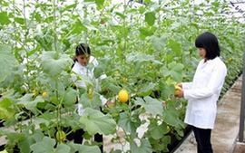 Đề xuất quy định công nhận giống cây trồng nông nghiệp mới